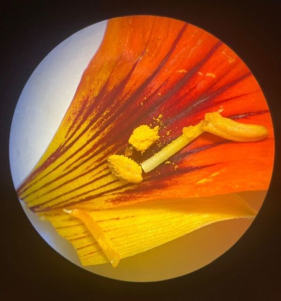 detail van stuifmeel op een oost indische kers-blaadje